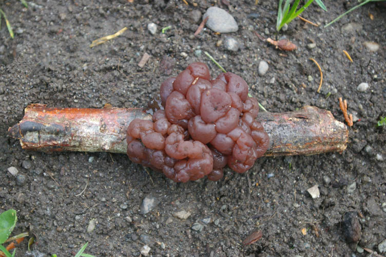 Ascotremella faginea